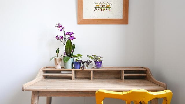 צמחים שמוקמו בהתאם לכתם האור - שנמצא מעל הצד השמאלי של השולחן