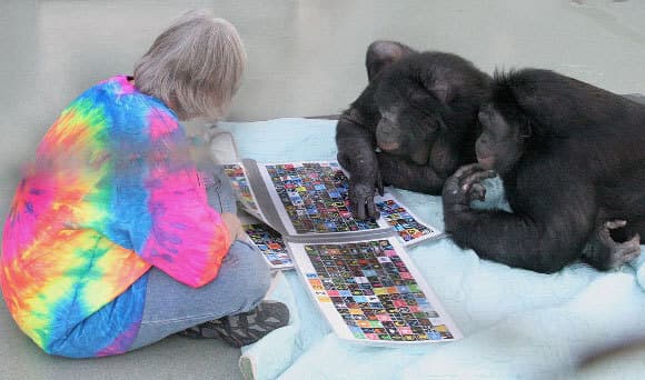 בשנות השבעים והשמונים נעשו כמה מחקרים שבהם קופי אדם למדו לתקשר עם בני אדם. החוקרת סו סאבג'-רמבו עם הבונובו קנזי (מימין) ואחותו פנבינישה, שמתקשרים בעזרת הצבעה על סמלים