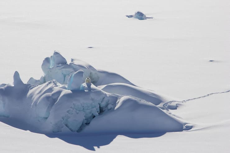 האוקיינוס הארקטי ים ונדל דוב קוטב דב קוטב קרח
