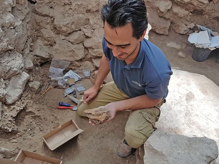 ארכיאולוג רשות העתיקות, אוסקר בחרנו, מחזיק את גולגולת החזיר