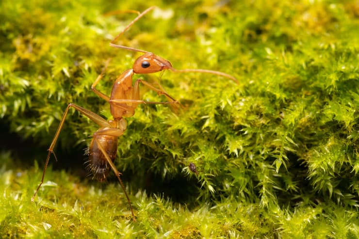 הנמלה הצהובה המשוגעת