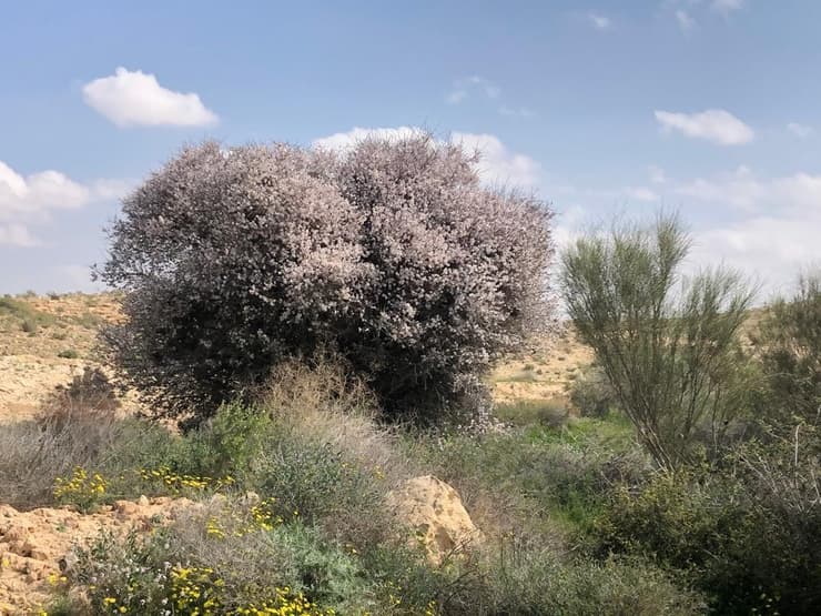 עץ שקד הרמון בפריחה בהר רומם