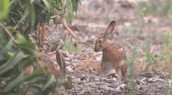 ארנבות אוכלות מנגו בעמק הירדן