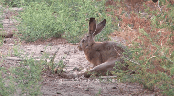 ארנבות אוכלות מנגו בעמק הירדן