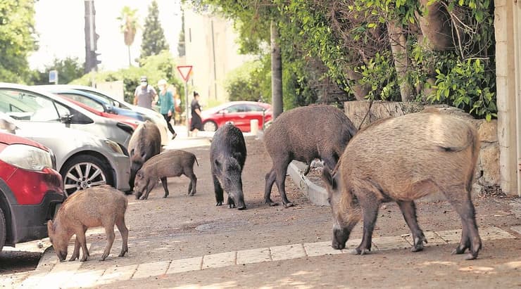 חזירי בר ברחובות חיפה