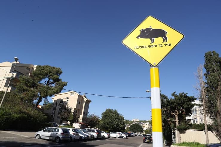 שלט חזירי בר בחיפה