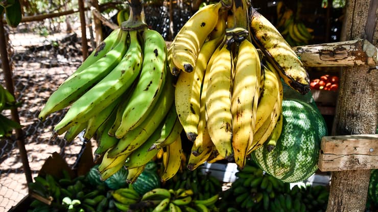 בננות בחצי האי ניקויה שבקוסטה ריקה