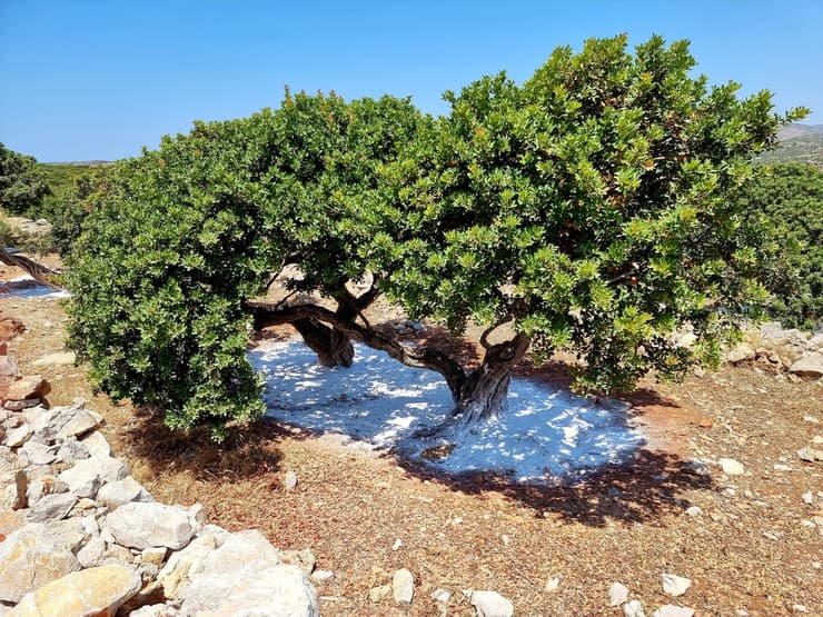 עץ אלת המסטיק בכפר מסטיקא