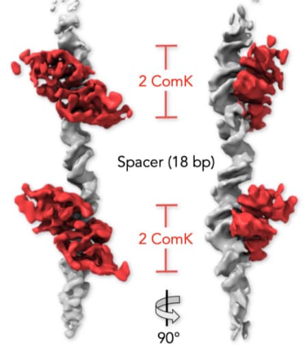 מיפוי באמצעות מיקרוסקופיית אלקטרונים קריוגנית של הדי-אן-אי החיידקי (אפור): מבט חזיתי (משמאל) ובזווית של 90 מעלות (מימין). חלבוני ComK (אדום) הקשורים לשני אתרי הקישור מתקשרים אלה עם אלה באמצעות מקטע הדי-אן-אי שביניהם