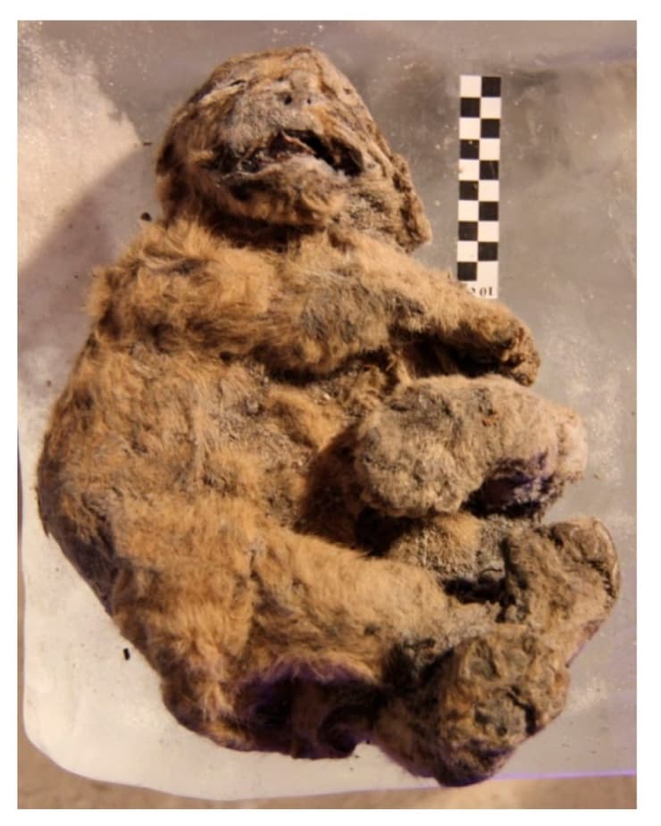 חי לפני עשרות אלפי שנים. אחד מגורי האריות