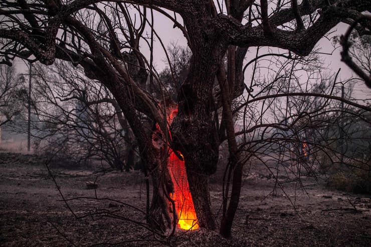  עץ עולה באש בכפר פפקי. "שום דבר לא נותר, כלום!"