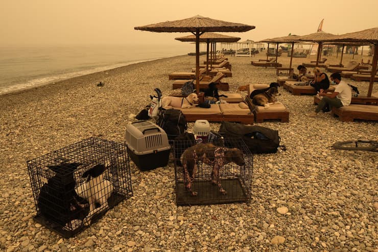בעלי חיים בכלובים לקראת הפינוי, בחוף של פפקי  