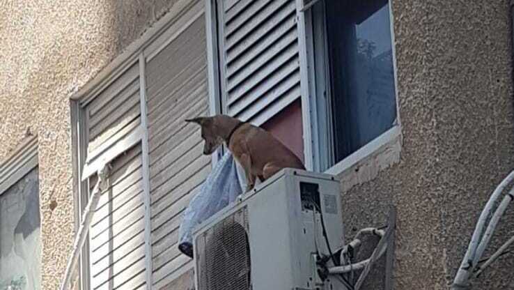 כלב קשור למזגן בדירה ברחובות