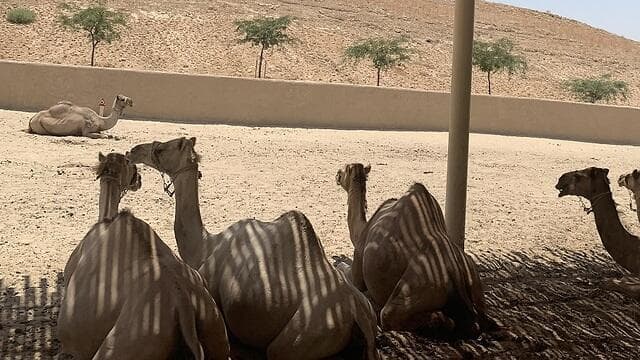 חוות הגמלים בכניסה. מלון שחרות סיקס סנסס