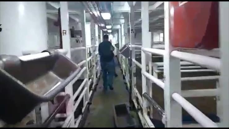 ליקויים באונייה המעבירה משלוחים חיים שהגיעה מרומניה לנמל חיפה