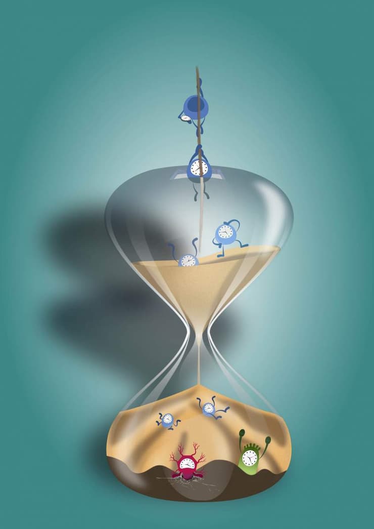 שעון החול של העובר – הצעה לשער שהגישו המדענים לכתב-העת המדעי Cell. "הבנה עמוקה של ההתפתחות העוברית מחייבת התייחסות לממד הזמן"