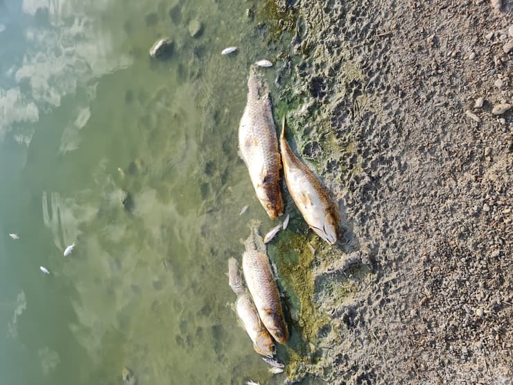 תמותה של דגים בכפר רופין