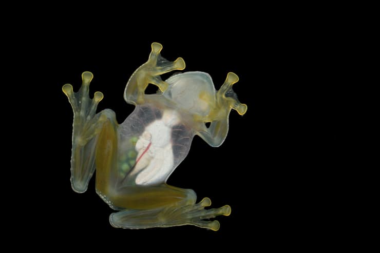 צפרדע זכוכית בצילום מלמטה
