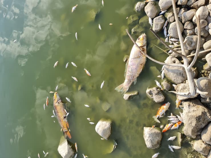תמותה של דגים בכפר רופין