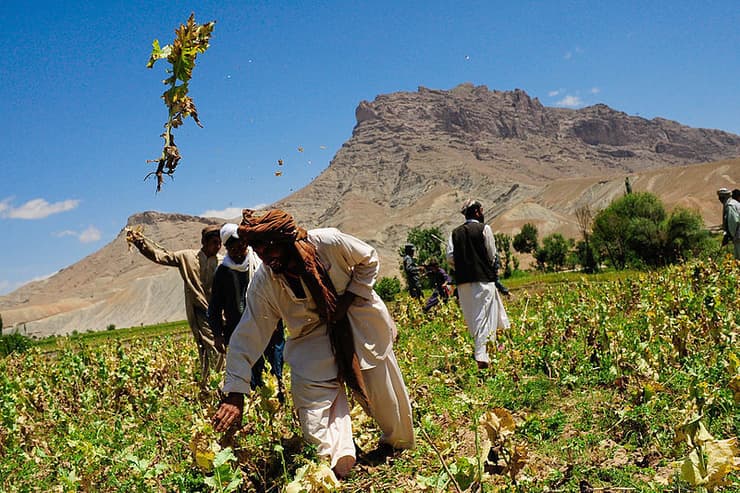 אפגנים הורסים שדה של פרג אופיום ב מחוז פראה  במערב אפגניסטן 2010