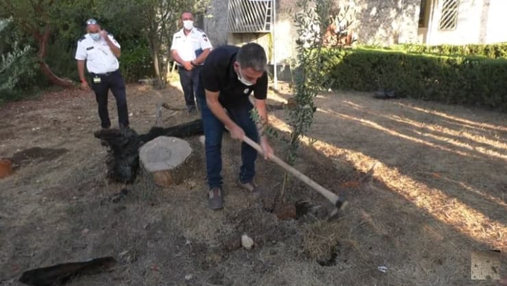 נוטעים עצים במטע יהודה