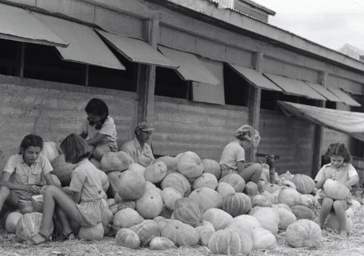 ילדי כתה א' עסוקים בהוצאת גרעיני הדלעת, לשם פיצוח זריעה. קיבוץ חולדה, 1947