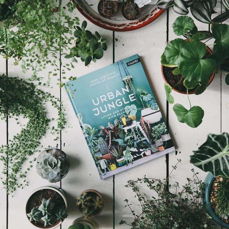 הספר "ג'ונגל אורבני", כולל טיפים ורעיונות לעיצוב הבית עם צמחים. 