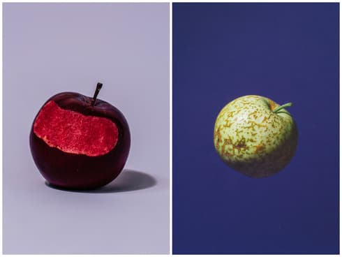 אסף ותיעד תפוחים מכל רחבי העולם: משמאל התפוח "נידזווצקיאנה" שמקורו בסין