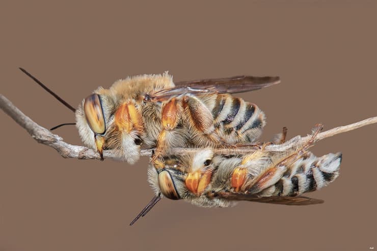 שני זכרים של דבורת בר