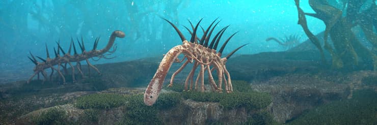 עוד מועמד אפשרי לתפקיד האב הקדמון של כל פרוקי הרגלים: Hallucigenia sparsa, יצור שחי על קרקעית הים, בתור הקמבריון