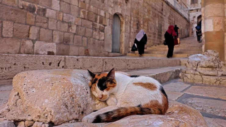 חתול נח בעיר העתיקה בירושלים