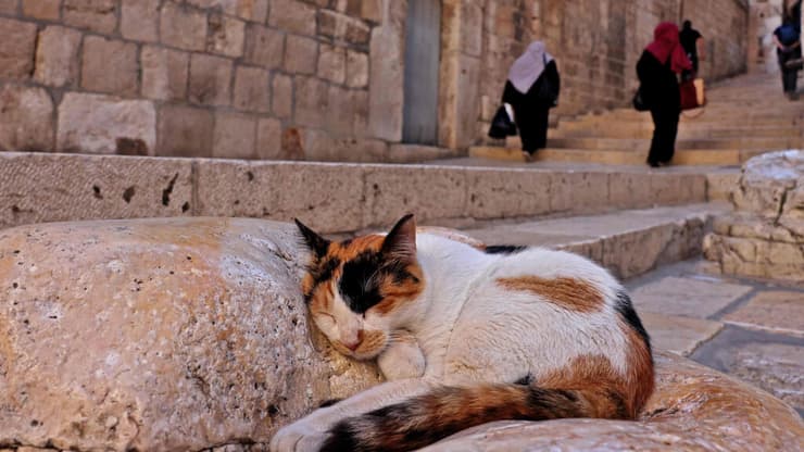 חתול נח בעיר העתיקה בירושלים