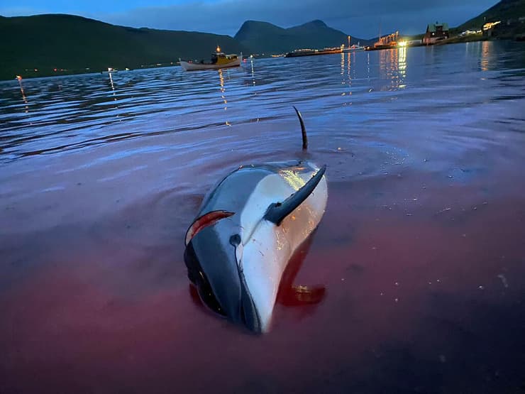 הרג דולפינים באיי פארו