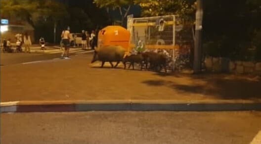 חזירי בר בשכונת ורדיה בחיפה