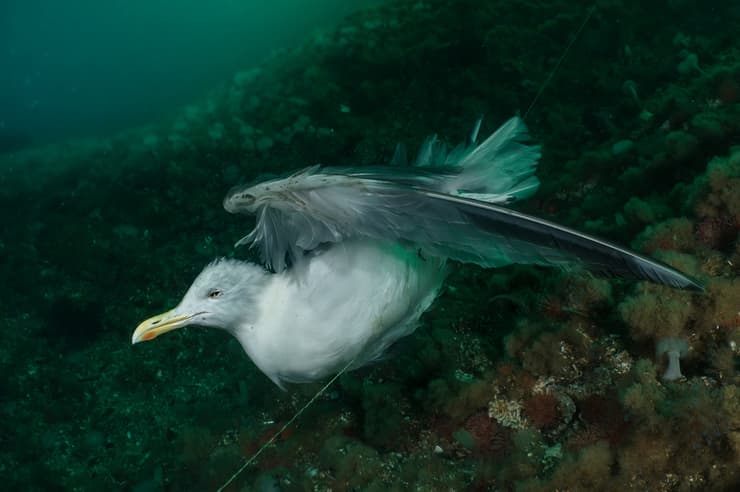 A gull caught on a ghost fishing line.  Saltstraumen, Norway