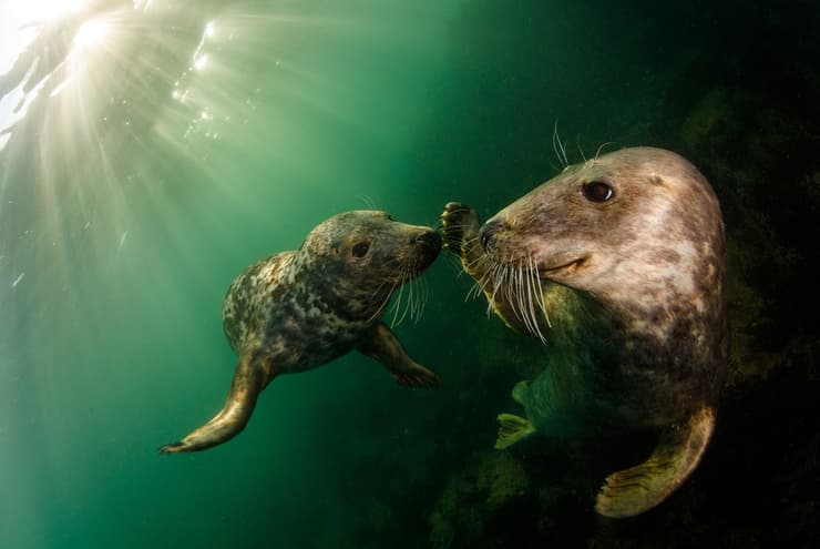 Playful grey seals. Farne Islands, United Kingdom
