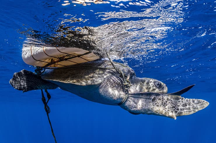 An olive ridley turtle ensnared by fishing gear, far offshore in the Pacific Ocean. Baja California Sur, Mexico