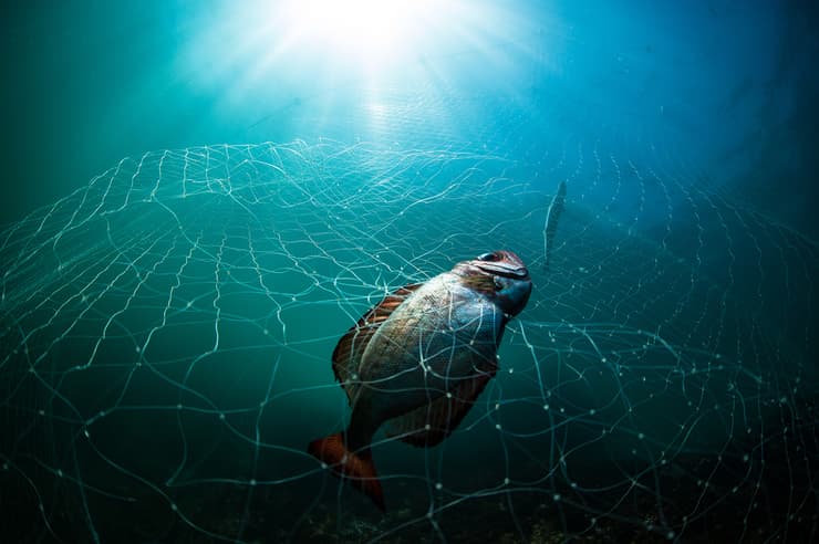 Dead fish in a ghost net.  Redonda Island, Brazil