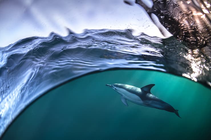 A common dolphin photographed in the Port Stephens Marine Park off Broughton Island.  Port Stephens, Australia