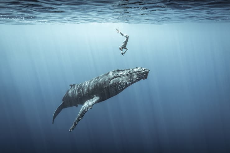 A freediver duck dives to capture a photograph of a humpback whale.   Réunion Island