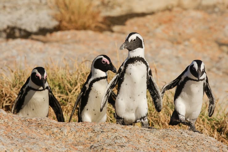 פינגווינים אפריקנים בדרום אפריקה
