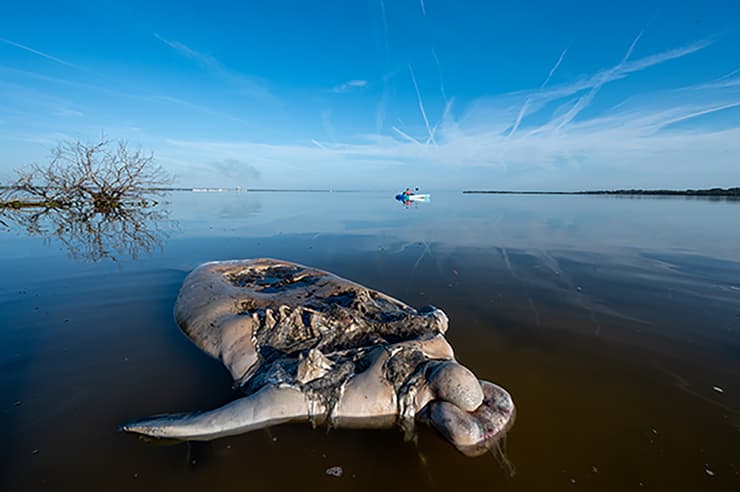 A dead manatee floats in Florida's Indian River Lagoon. Florida, USA