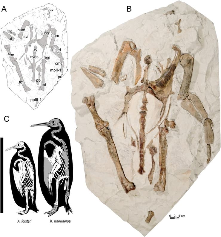 השרידים שהתגלו ואיור של הפינגווין הענק