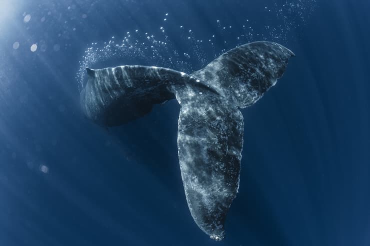 A humpback whale dives into the blue, emitting a trail of bubbles as it descends. Okinawa, Japan
