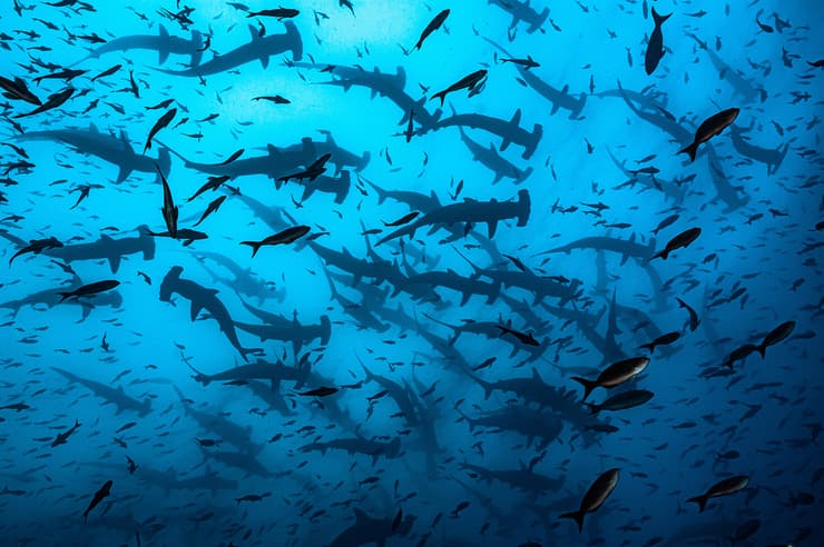 A shiver of hammerhead sharks.  Darwin Island, Galapagos