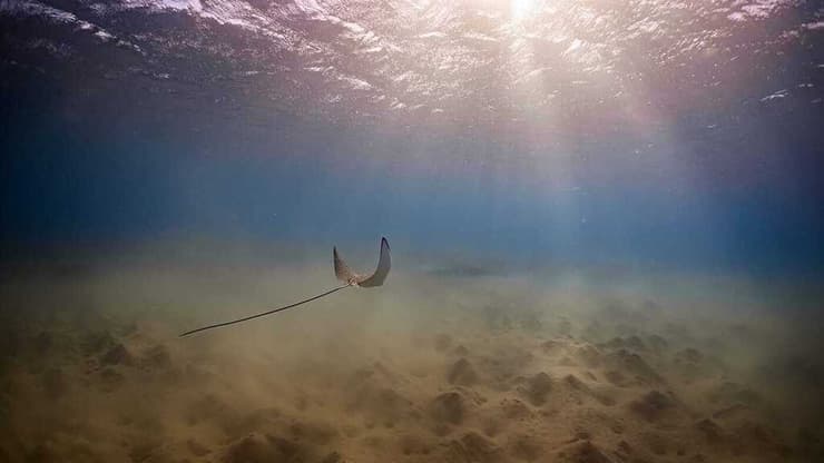    "עטלף ים" במפרץ אילת