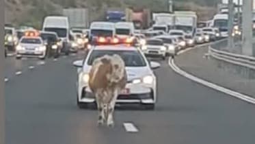הפרה מטיילת על הכביש והנהגים תקועים בפקק בכביש 6