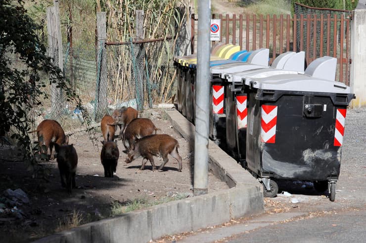 חזירי בר ברחובות רומא איטליה