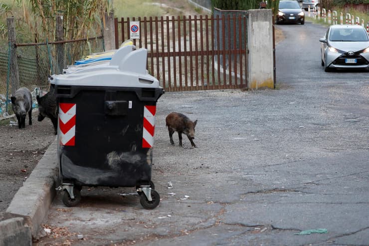 חזירי בר ברחובות רומא איטליה
