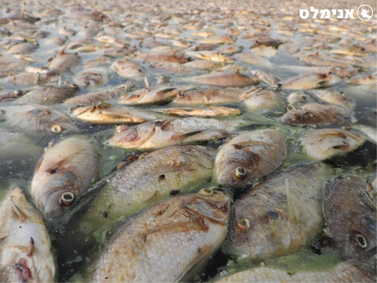 תמותת דגים בקיבוץ מעוז חיים